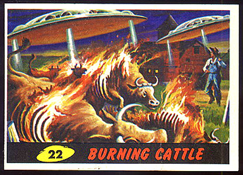 Burning Cattle #22